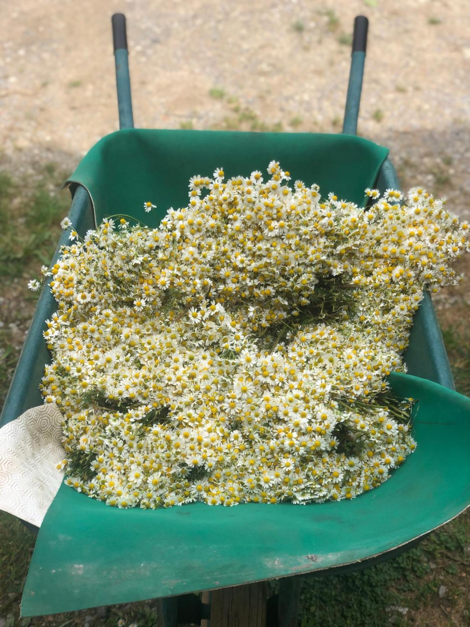 La Casella Antico Feudo Di Campagna Ficulle Ngoại thất bức ảnh